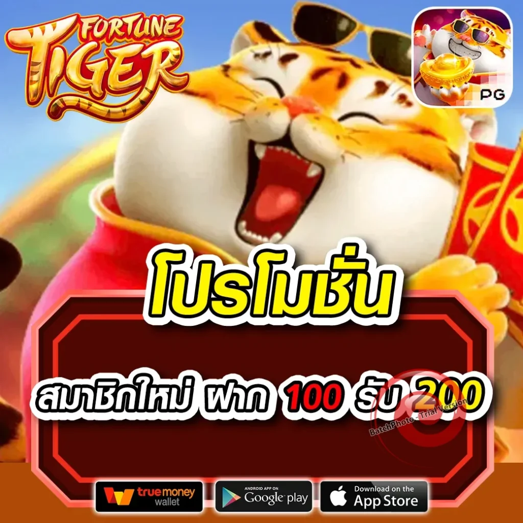 owl 888